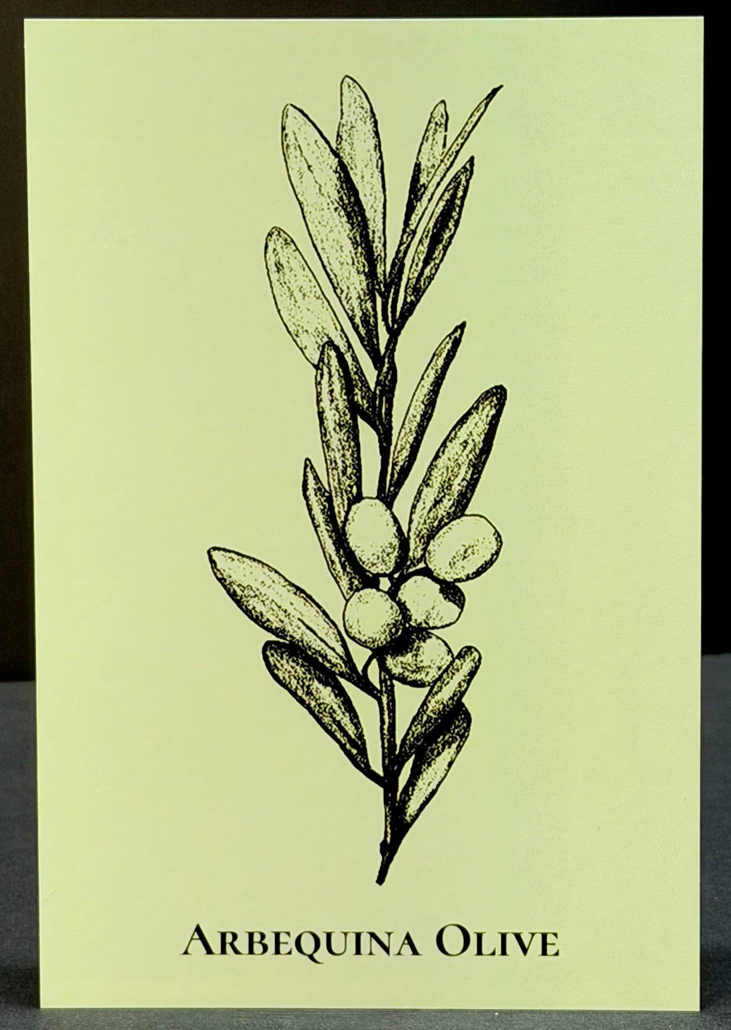 Olive Branch Print